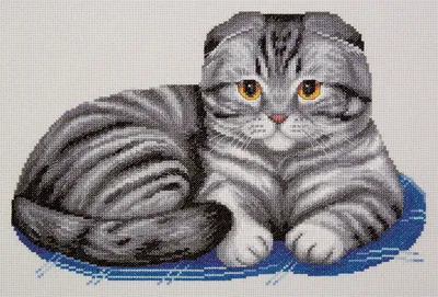 Кот шотландский вислоухий кот в …» — создано в Шедевруме