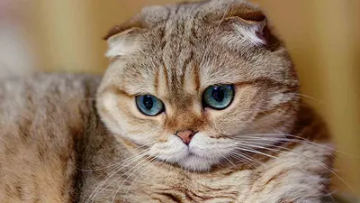 Шотландский вислоухий кот с голубыми глазами - 59 фото