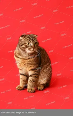 Полосатый шотландский вислоухий кот на красном фоне :: Стоковая фотография  :: Pixel-Shot Studio