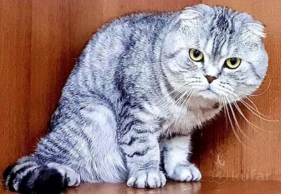 Шотландская кошка (вислоухая и прямоухая) - описание породы кошек:  характер, особенности поведения, размер, отзывы и фото - Питомцы Mail.ru