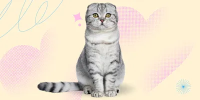 Котёнок персиковый шотландец вислоухий. Мальчик . – купить в Москве, цена 3  000 руб., продано 29 апреля 2018 – Кошки