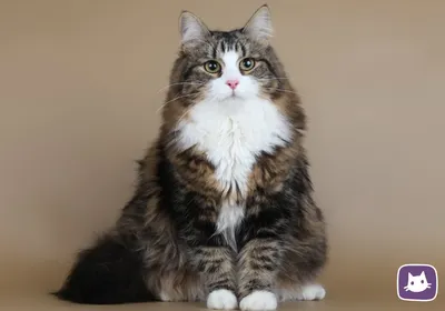 Грустный сибирский кот на 10 этажке …» — создано в Шедевруме