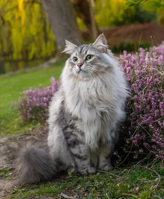Фотогалерея \"Сибирские кошки\" - \"Сибирский кот Матвей\" - Фото породистых и  беспородных кошек и котов.