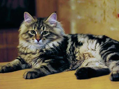 Большой сибирский кот на черной предпосылке с деревянной текстурой Стоковое  Изображение - изображение насчитывающей развилки, пушисто: 38789755