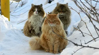 Сибирский кот Бруно Шарм Сибири.