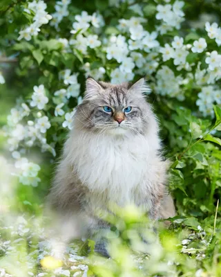 Сибирская кошка: фото, описание породы, окрасы | WHISKAS®