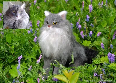 Сибирская кошка агути - картинки и фото koshka.top