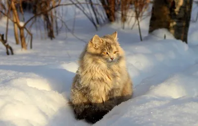 суровый сибирский кот / Сибирь :: котэ (прикольные картинки с кошками) /  смешные картинки и другие приколы: комиксы, гиф анимация, видео, лучший  интеллектуальный юмор.