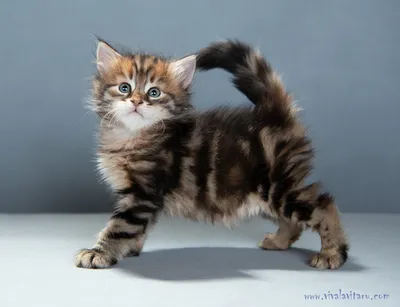сибиряк кота стоковое изображение. изображение насчитывающей зеленый -  15970551
