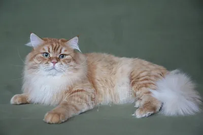 Сибирский кот» — создано в Шедевруме