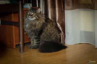 Пазл сибирский кот - разгадать онлайн из раздела \"Животные\" бесплатно
