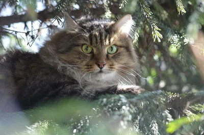 сибиряк кота стоковое изображение. изображение насчитывающей запятнано -  13941143