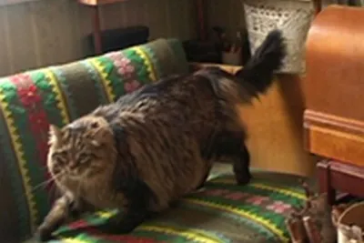 Что понял, длительно мурлыча, сибирский кот: в Тюмени продают четвероногого  «билингва» за 300 тысяч рублей | Ямал-Медиа