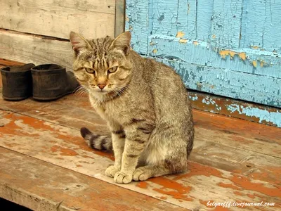 Кот сибирской породы котенок в дар сибирский в Москве