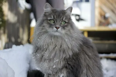 Купить Сибирского котенка из питомника в Москве-питомник Звезда Маскарада