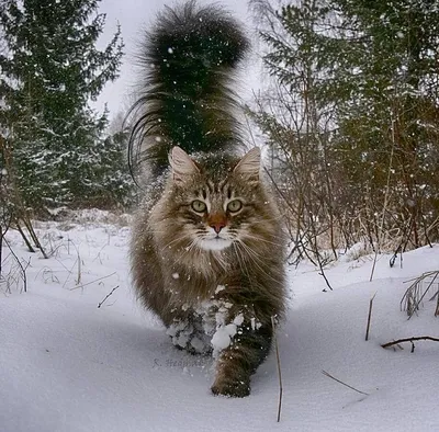 Порода кошек сибиряк - 68 фото