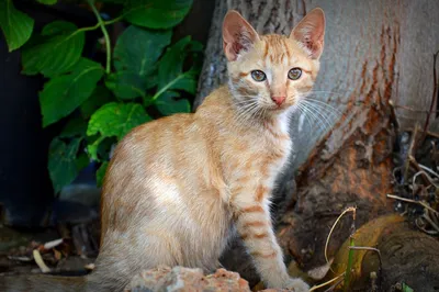 Кот Кошка Сидит - Бесплатное фото на Pixabay - Pixabay