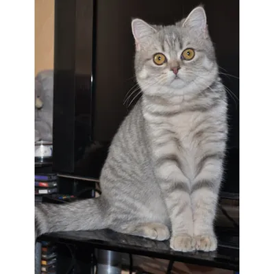 Шотландская вислоухая кошка. Описание породы, характер, фото, котята скоттиш -фолд