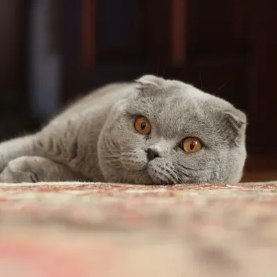 Скоттиш страйт, Шотландская прямоухая кошка, Породы Кошек - YouTube