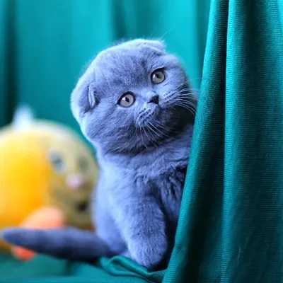 Симпатичный кот Скоттиш-фолд в корзинке. - Ozero - российский фотосток