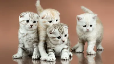 Шотландская вислоухая кошка скоттиш-фолд: описание породы, характер, уход -  Mimer.ru