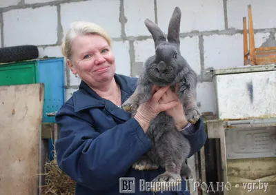 Корм для кошек Harty 0,3кг с кроликом для взрослых стерилизованных  полнорационный сухой купить по цене 109 ₽ с доставкой в Москве и России,  отзывы, фото