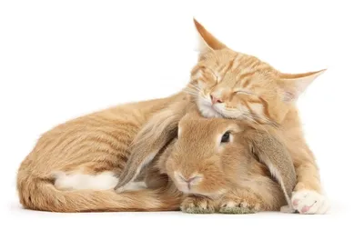 Гибрид кота и кролика (26 фото)