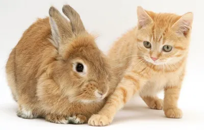 Кролик и кошка (46 лучших фото)