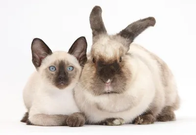 Гибрид кота и кролика (26 фото)