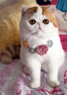 Новая звезда интернета-кот Снупи (17 фото) » Клопик.КоМ