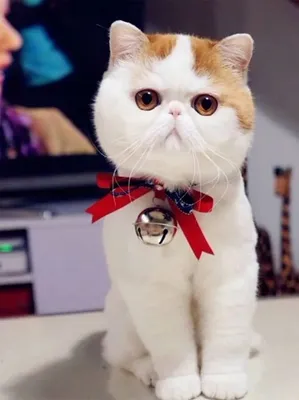 Японский кот Снупи – звезда интернета. Фото. Видео. - kotello.ru