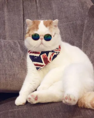 Кот Снупи 🐈 фото японской кошки, цена и где купить породу в России