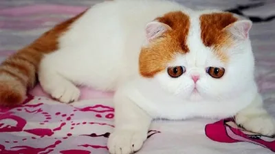Снупи: самый милый кот в мире