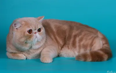 Кот Снупи - самый милый кот в мире! ФОТО. ВИДЕО | Exotic shorthair, Snoopy,  Exotic