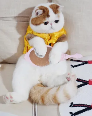 Snoopy | Кот снупи, Кошка с плоской мордой, Пушистый кот