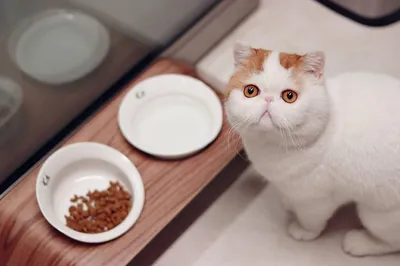 Кот Снупи - самый милый котенок в мире