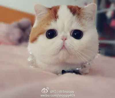 Снупи - известный кот из Китая. | Релакс каждый день. | Дзен