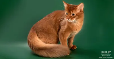Сомали (кошка) — Википедия