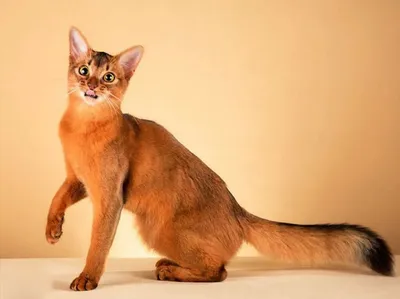 Сомали (сомалийская кошка) (Породы кошек) Энциклопедия о животных EGIDA.BY