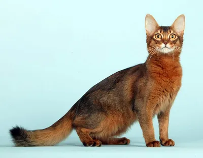 Сомали: фото, характер, описание кошек породы сомалийская кошка | Блог  зоомагазина Zootovary.com