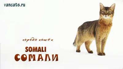 Сомалийские кошки