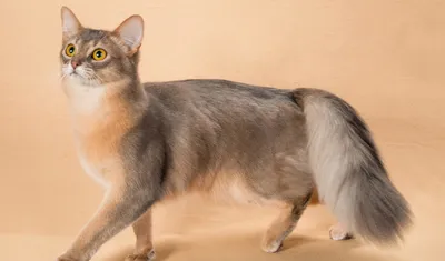 У абиссинских кошек есть не менее обаятельные длинношерстные родственницы
