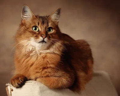 Сомалийская кошка: все о кошке, фото, описание породы, характер, цена