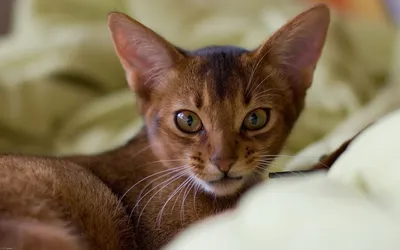 Сомалийская кошка: фото, характер, описание породы