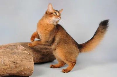 Отзыв о Порода кошек \"Сомалийская кошка\" | Сомали - кошка компаньон с  чудесным характером.