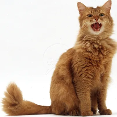 Пропала кошка Кот, порода Сомали, Опытное Поле, МО | Pet911.ru