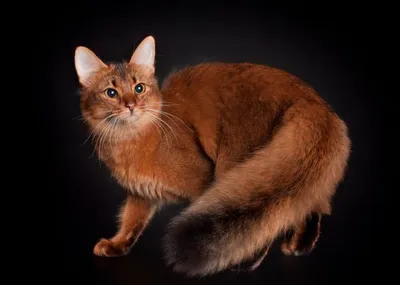 Фотогалерея \"Абиссины и сомали\" - \"Абиссинский кот \" - Фото породистых и  беспородных кошек и котов.