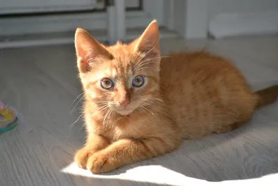 Сомалийская кошка: описание породы и характера, цены на котят - Mimer.ru
