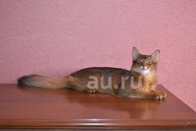 Порода кошек Сомали (Сомалийская кошка): фото, плюсы и минусы, описание  характера, здоровья и болезней, цены на котят | Pro-Animal.ru