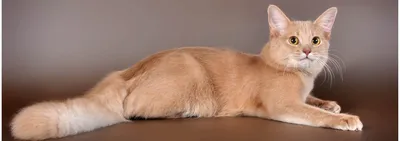 Дарси, сомалийский кот on Instagram: “Почеши мне пятки.” | Кот